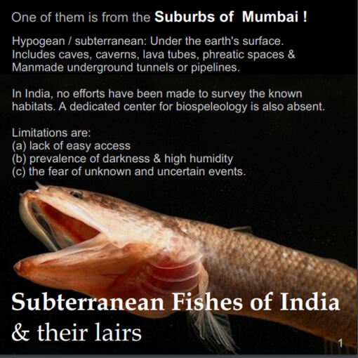 Subterranean Fishes of India & their lairs A free book on all the subterranean fishes in India