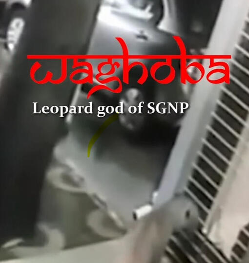 Waghoba | Leopard God of SGNP