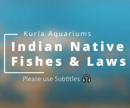 Indian Native Fishes & Freshwater Fish Laws | Kurla Aquariums