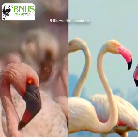 Pink Pardesis